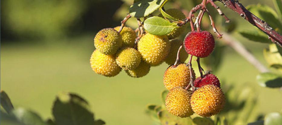 autumnfruits